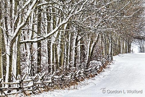 Winter Trees_33917.jpg - Photographed near Rosedale, Ontario, Canada.